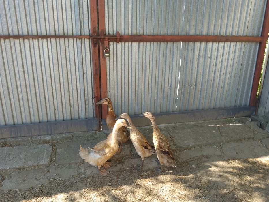 Sprzedam kaczki Bieguski