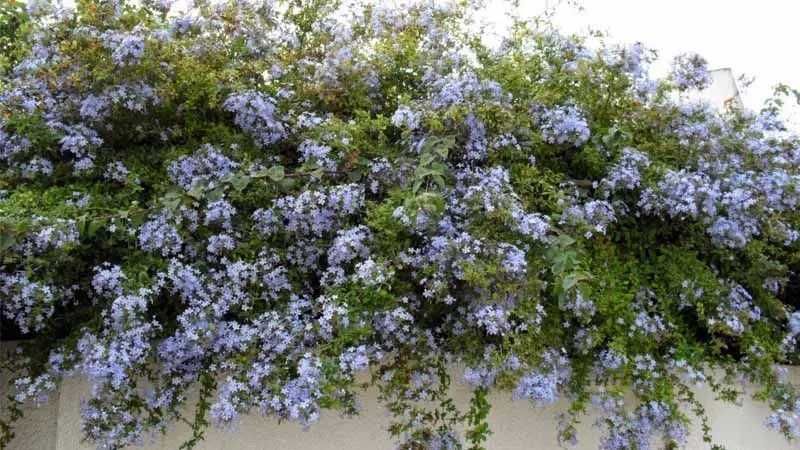 Plumbago auriculata ou jasmin azul ou Bela Emilia      RESERVADAS