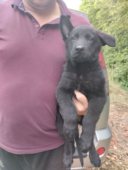 Цуценята Німецької вівчарки