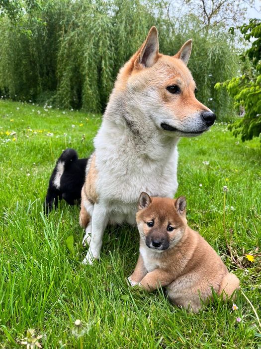 Shiba inu pisek gotowy do odbioru