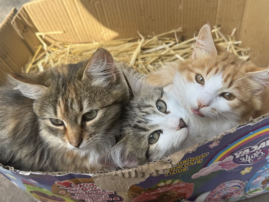 Віддамо безкоштовно в хороші, люблячі руки, красунчиків.