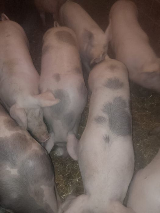 Świnia tucznik 120  - 150 kg