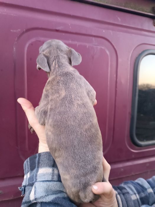 Дівчатка та хлопчики чистокровні французькі бульдоги