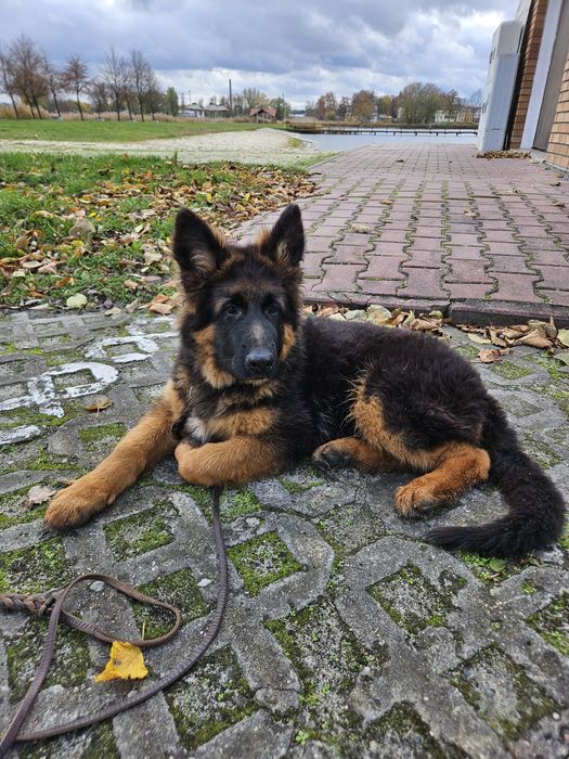 Owczarek Niemiecki Długowłosy