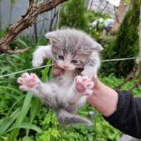 Віддам котиків в гарні руки