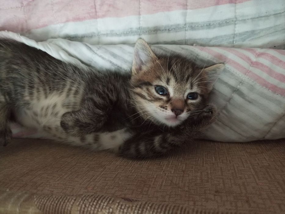 Віддам в гарні руки