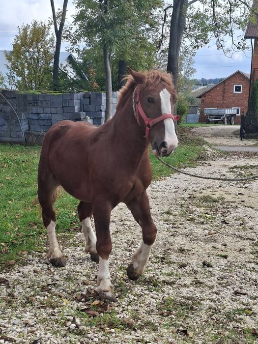 Sprzedam ogierka