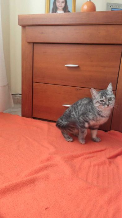 Gata bebé para adoção consciente