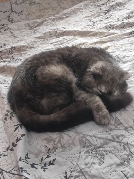 Терміново продається котик!