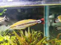 Aterynka Madagaskarska