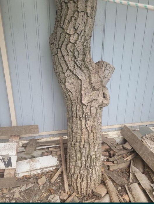 Отдам под спил Бесплатно. Орехи на дрова.