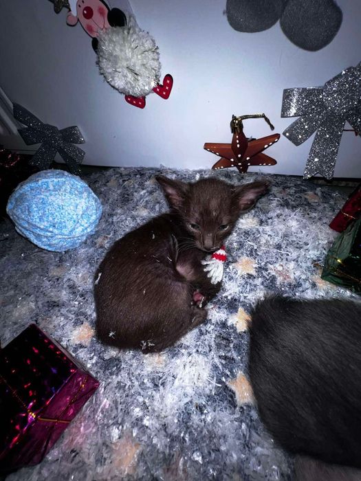 Продам котиків орієнталів