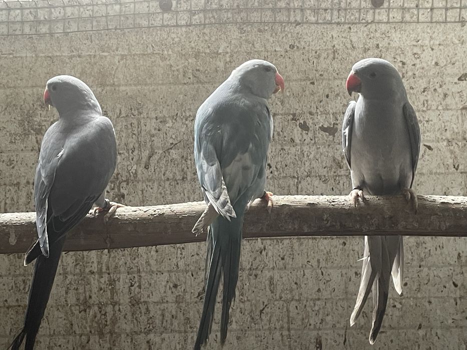 ringnecks aves novas
