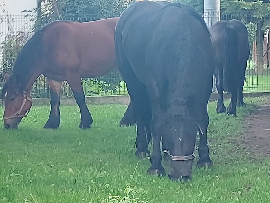 Klacz zimnokrwista lat 3 . Zrebna 5 miesiecy