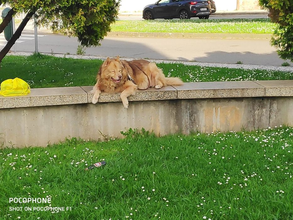 Doação de cão idoso de 16 anos.