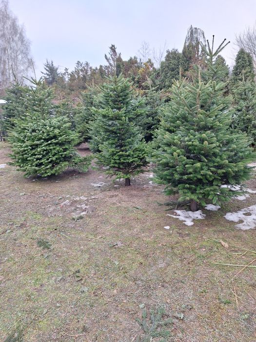 Choinki,świerk srebrny,pospolity,jodła