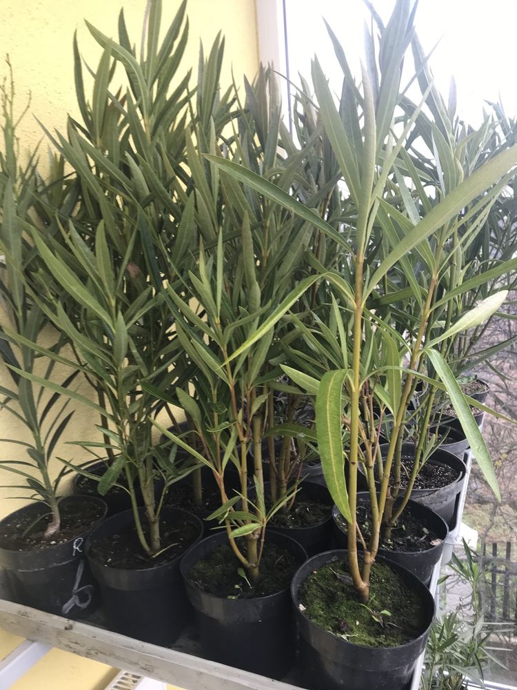 Oleander wiśniowy pełny pachnący kwiatach