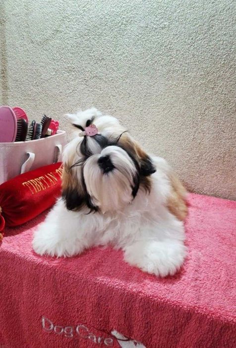 Śliczna złoto-biała suczka  ZKWP/FCI/ legalna hodowla