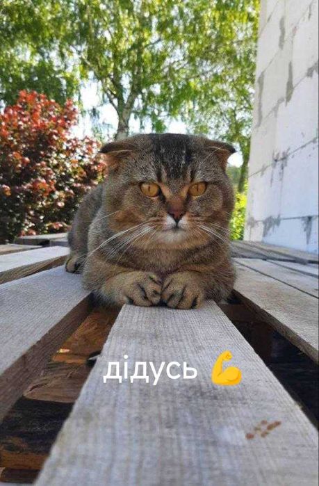 Кошенята Шотланд та британці