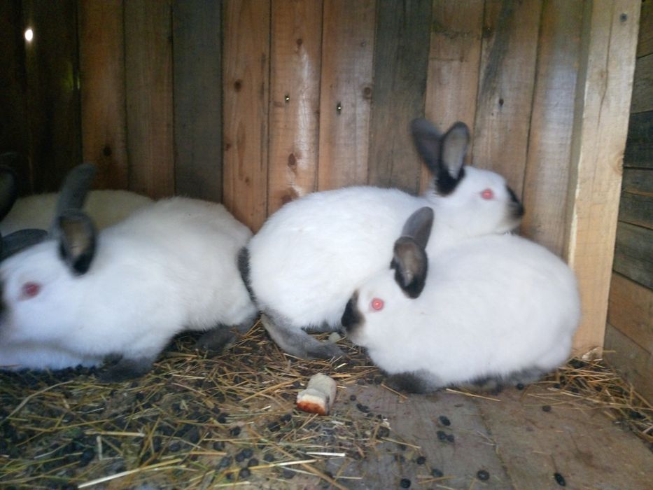 Кроликі каліфорнія