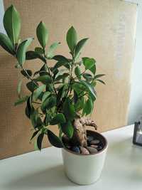 Fikus bonsai - szczepka do samodzielnego ukorzenienia