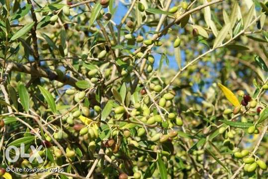 Azeite de qualidade de Foz Côa do produtor