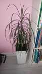 Kwiatek duży Dracena