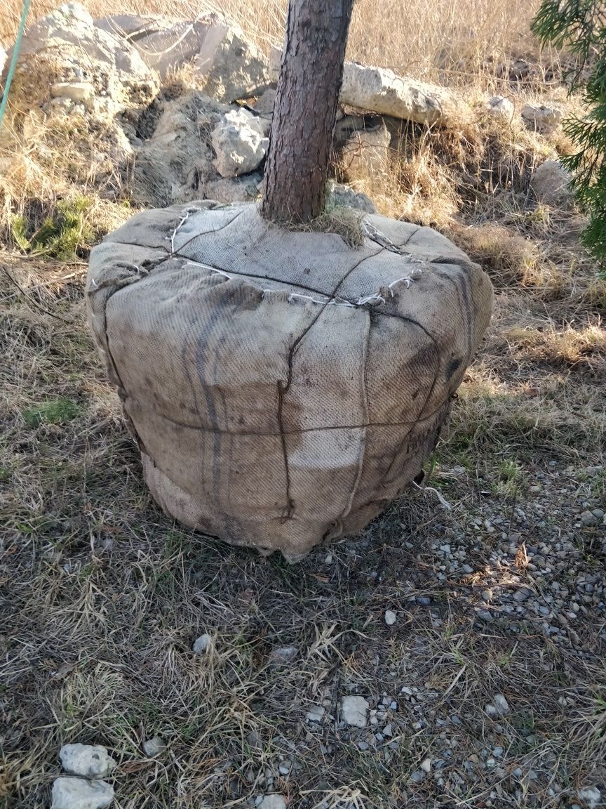Сосна чорна, кедрова, кримська, корейська, австрійська, Крупноміри, гі
