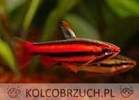 Drobnoustek czerwony - Nannostomus mortenthaleri - dowóz, wysyłka