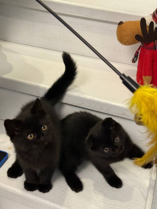 Шотландські кошенята