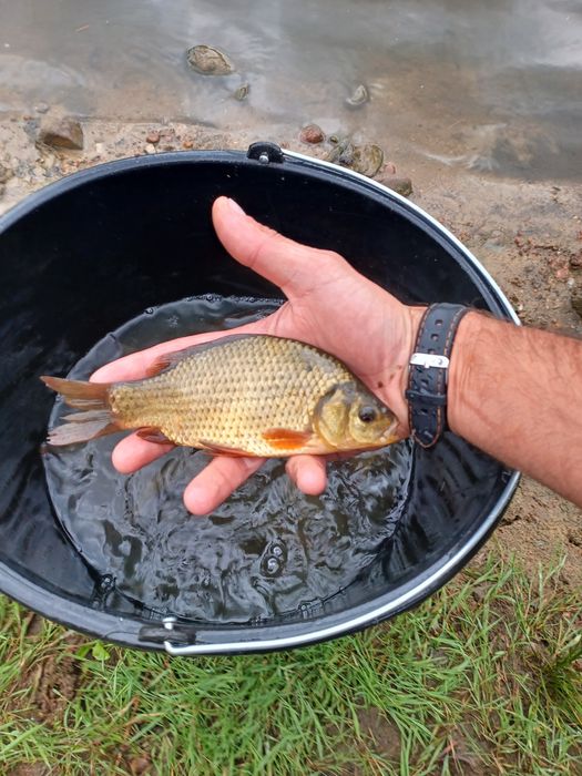 Karaś złota . Amur , Lin , Tołpyga  , Sandacz.