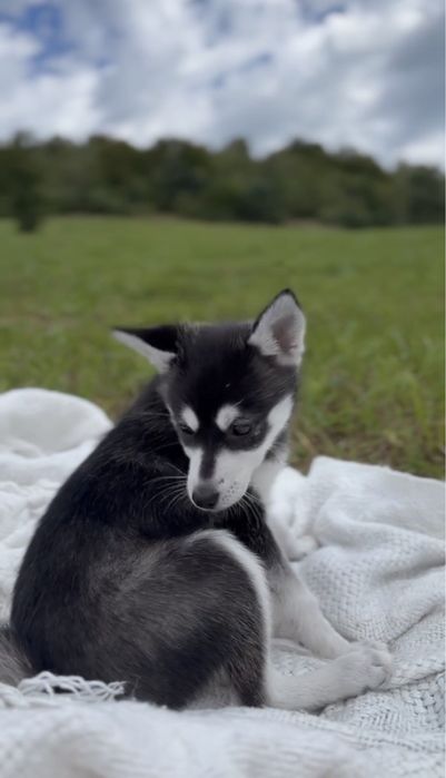 ‼️Аляскінського клі-каю! БЕЗ ЗАПАХУ‼️Терміново розпродаємо щенят!