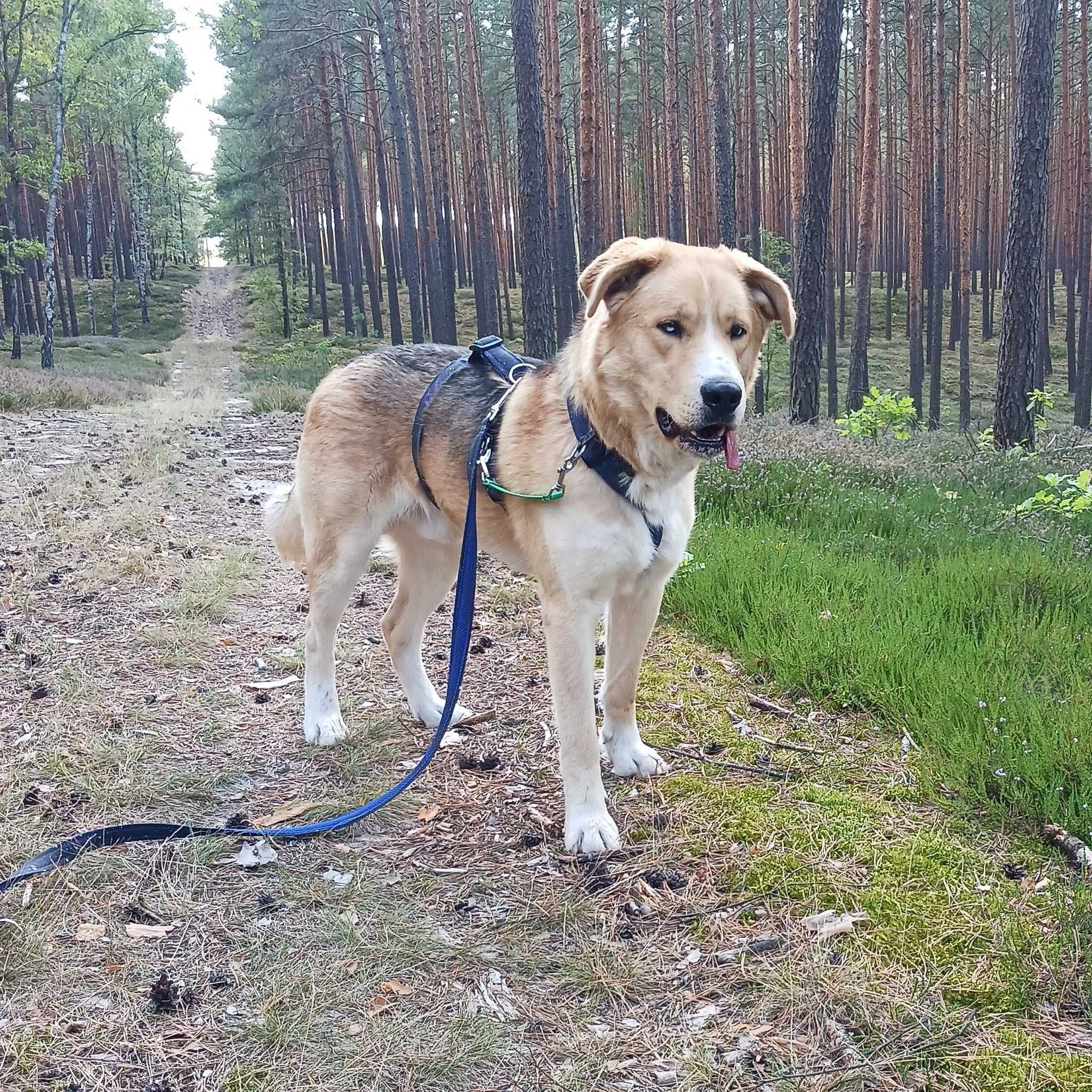 Lolek ok w2 let.piękny psiak blaga o dom Fun.Psi Dworek