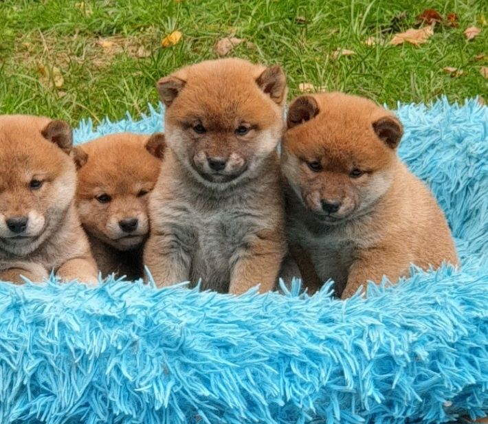 Shiba inu szczeniaczek