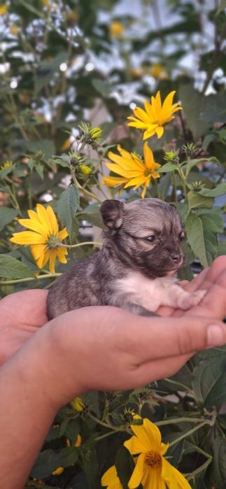 Chihuahua Sobolowa suczka