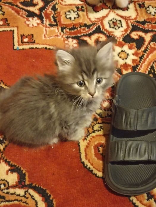 Віддам кошенят в добрі руки