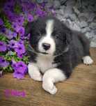 Border collie śliczna suczka, przebadani rodzice
