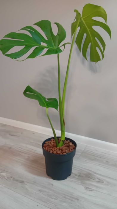 Монстера | Monstera deliciosa