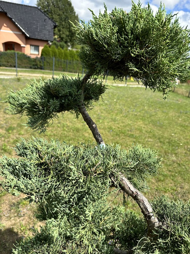 Bonsai , drzewko , jałowiec , juniperius grey owl