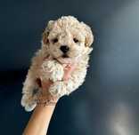Bichpoo, pudel toy chiny,  maltipoo, bichon frise