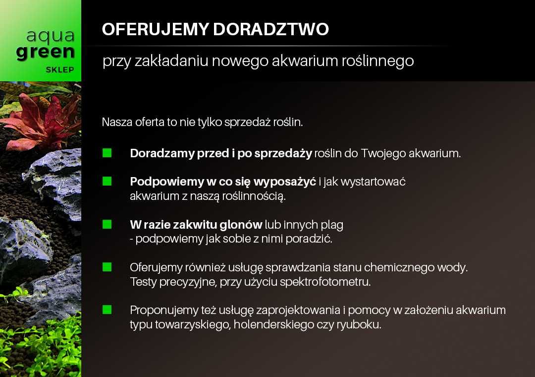 Zestaw roślin akwariowych - bardzo duży XL - 11+ gatunków + gratisy