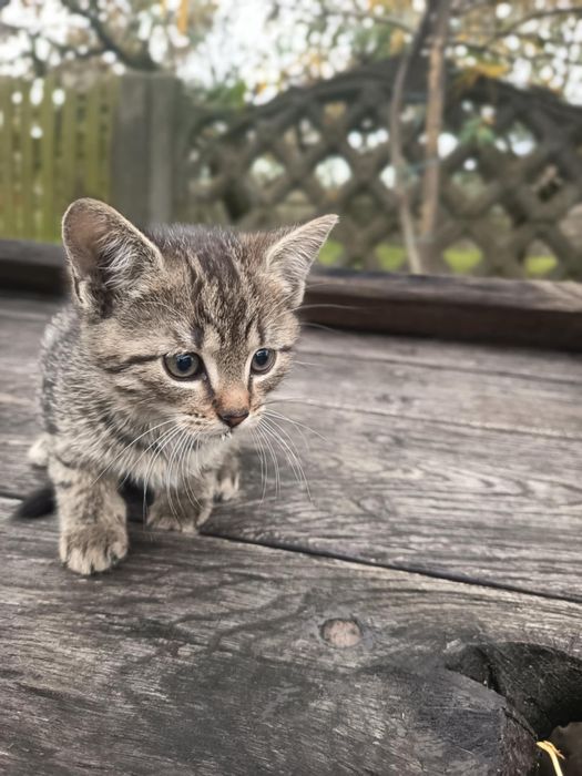 Kotek do oddania za darmo