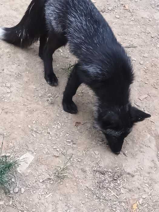 Lis, lisy, lisek, srebrny samiec, do minizoo