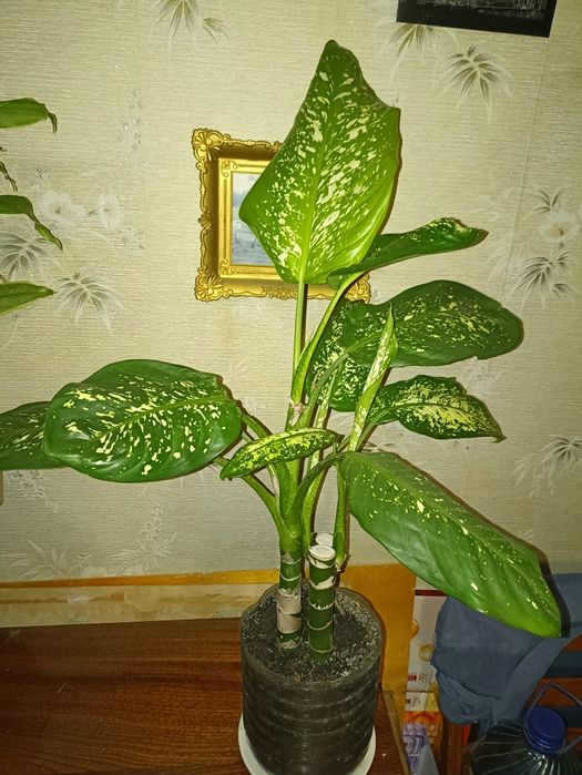 Дифенбахія плямиста