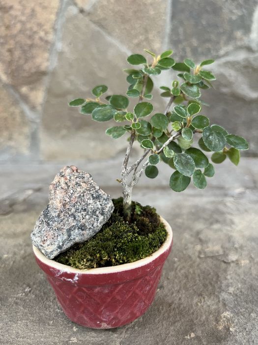 Бонсай міні діаметр горщика 5см рослина вулична кізільник