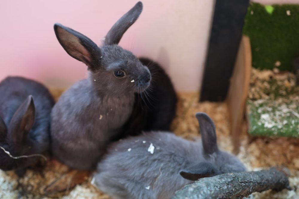 Вуслові, Львиноголові та Нідерландські декоративні кролики, мініатюрні