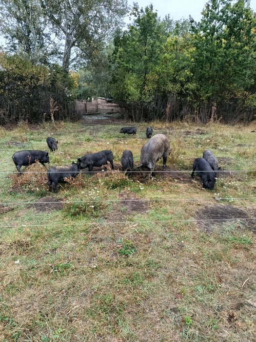 Реалізуємо маленьких поросят породи Кармал.. та.вівців