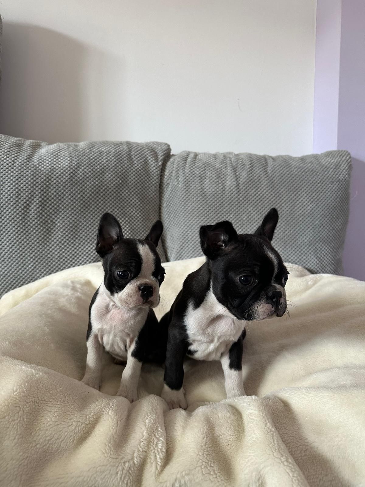 Boston terrier piesek