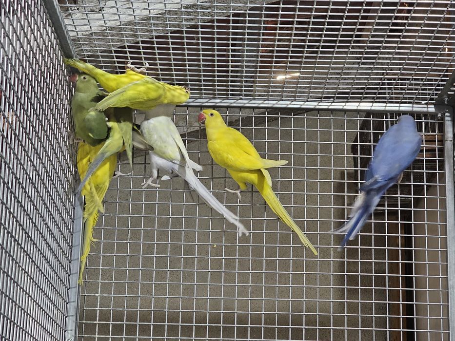 Ring neck 2025 sexados