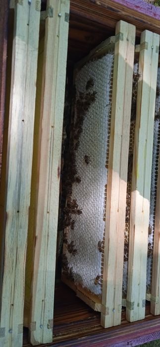 Miód z terenów leśnych. Miód sekcyjny.Propolis